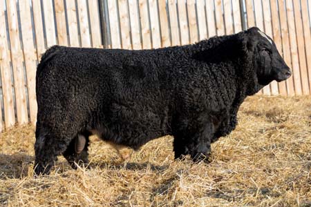 Yearling Bull